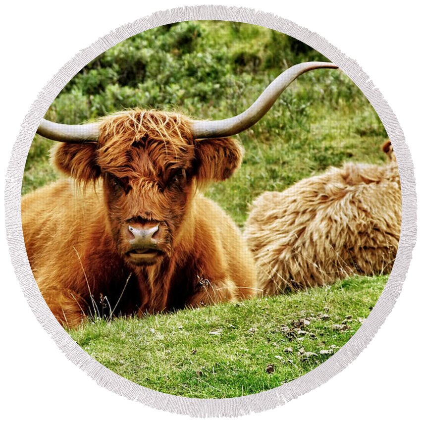 Scotland Round Beach Towel featuring the photograph Highland Cows by Jason Politte