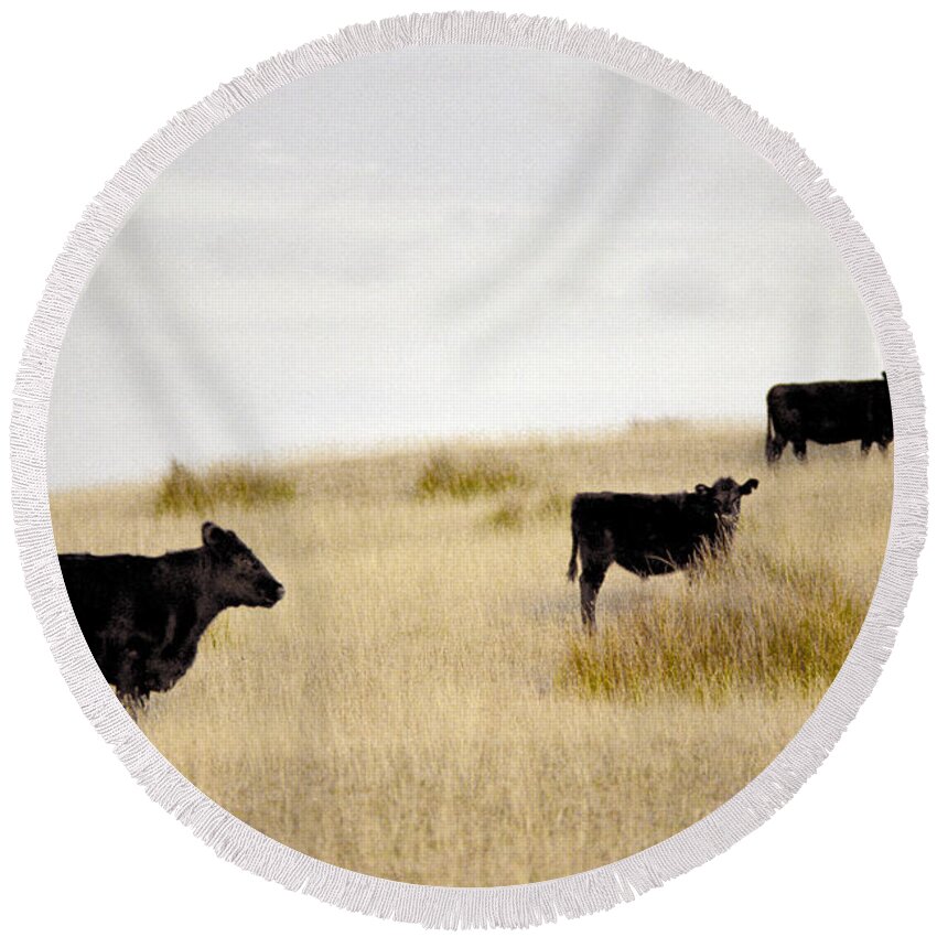 Cattle Round Beach Towel featuring the photograph Hilltop Herd @ King Island by Anthony Davey