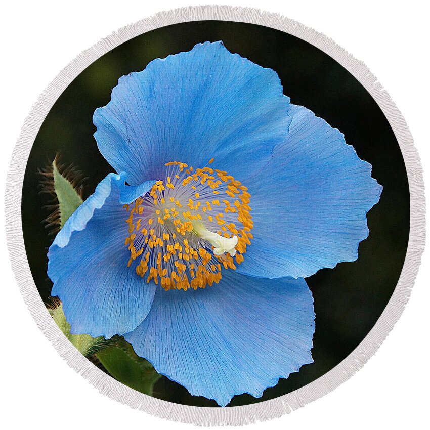 Himalayan Blue Poppy Round Beach Towel featuring the photograph Himalayan Gift -- Meconopsis Poppy by Byron Varvarigos