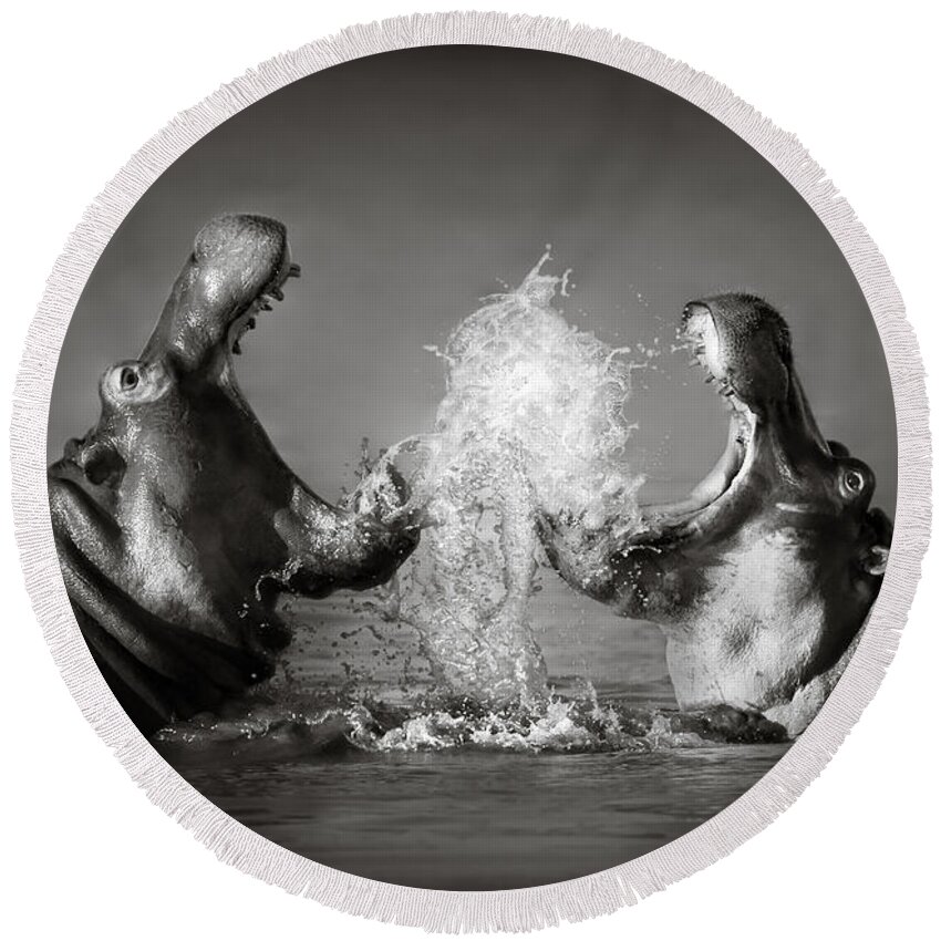 Hippo Round Beach Towel featuring the photograph Hippo's fighting by Johan Swanepoel