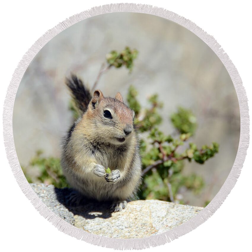 Golden-mantled Ground Squirrel Round Beach Towel featuring the photograph Hold That Pose by Debra Thompson