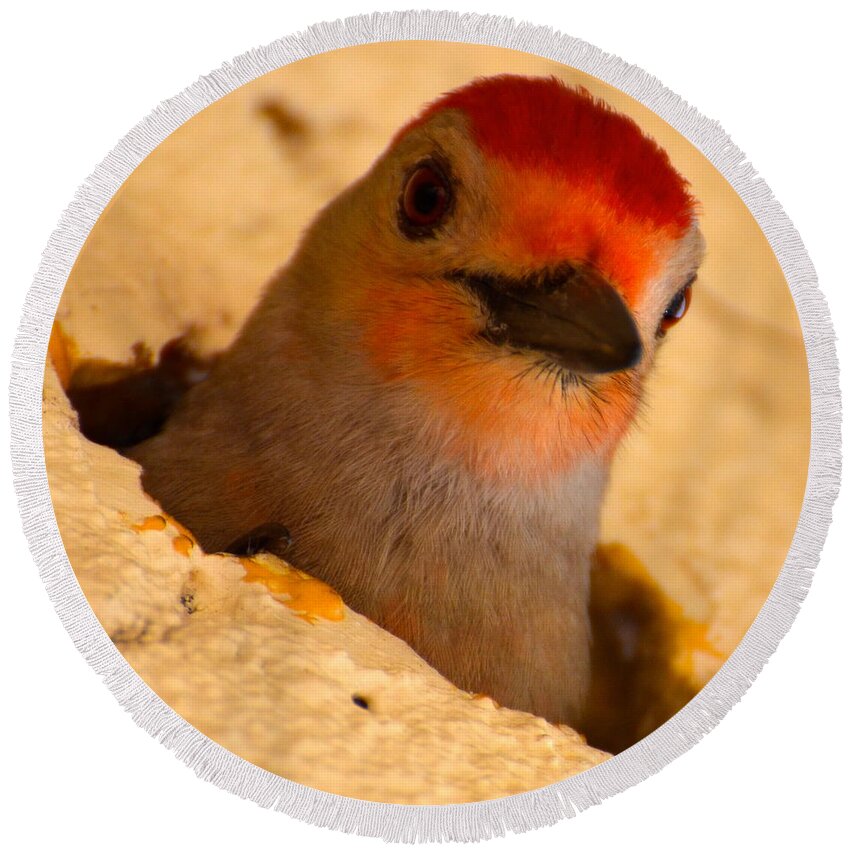 Red-bellied Woodpecker Round Beach Towel featuring the photograph Hole in the wall by AnnaJo Vahle