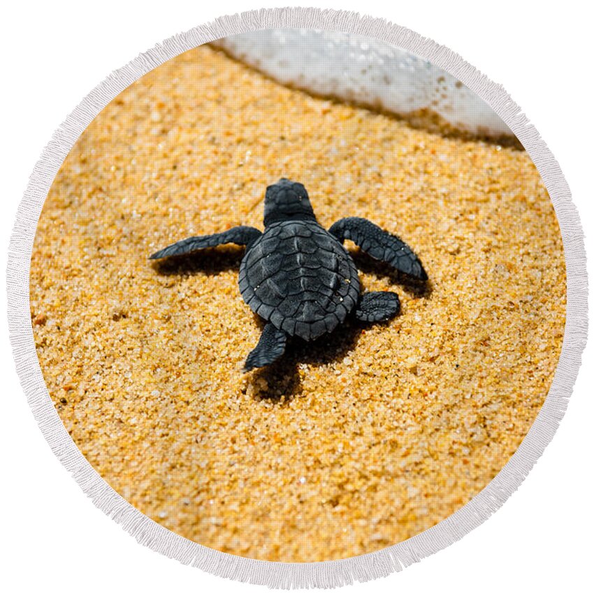 Baby Loggerhead Round Beach Towel featuring the photograph Home by Sebastian Musial