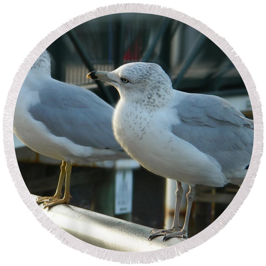 Seagulls Photographs Round Beach Towel featuring the photograph Honey Are You Listening To Me? by Emmy Vickers