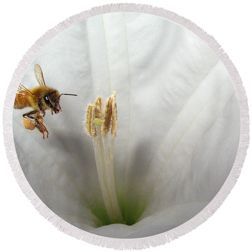Bee Round Beach Towel featuring the photograph Honey Bee Up Close And Personal by Joyce Dickens