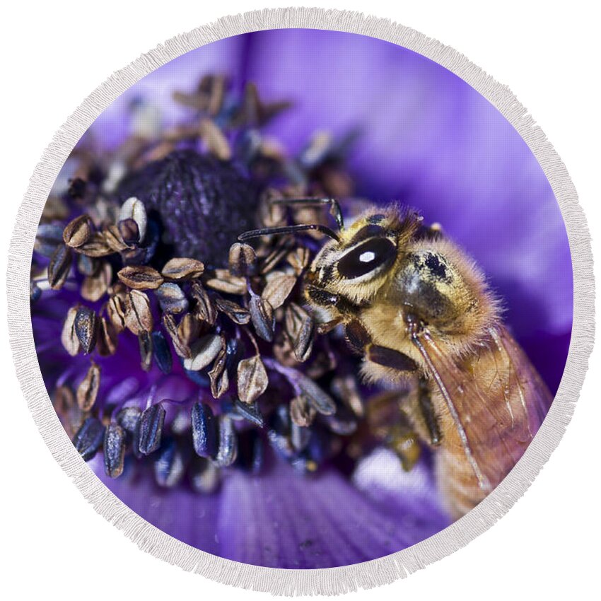 Anemone Round Beach Towel featuring the photograph Honeybee And Anemone by Priya Ghose