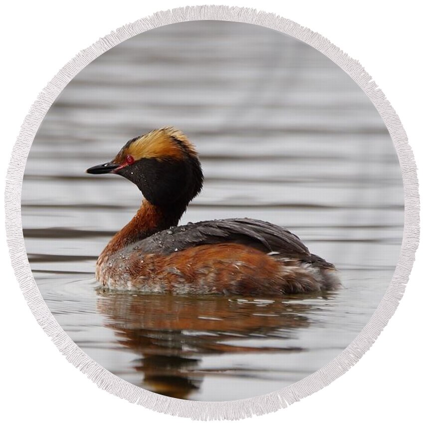 Grebe Round Beach Towel featuring the photograph Horned Grebe 3 by Steven Clipperton