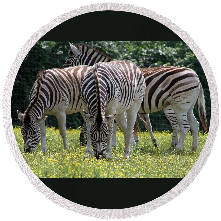 Zebra Round Beach Towel featuring the photograph Four Zebras Grazing by Valerie Collins