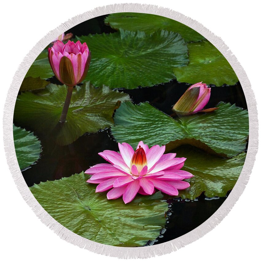 Hot Pink Round Beach Towel featuring the photograph Hot Pink And Green Tropical Waterlilies by Byron Varvarigos