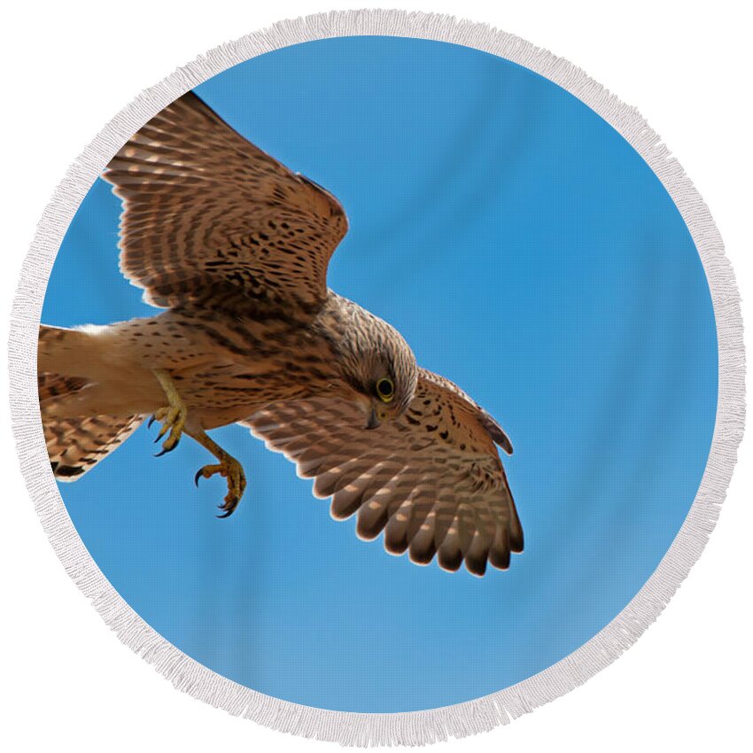 Hovering Kestrel Round Beach Towel featuring the photograph Hovering by Torbjorn Swenelius