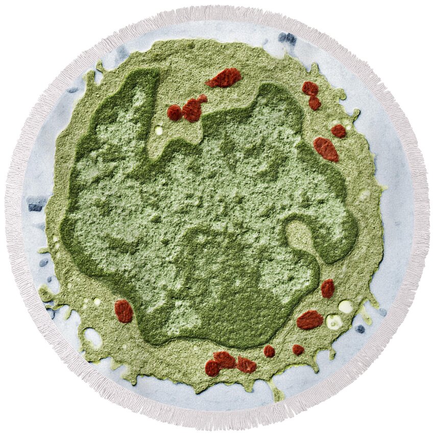 Cell Lymphocyte Round Beach Towel featuring the photograph Human Lymphocyte, Tem by Eye of Science