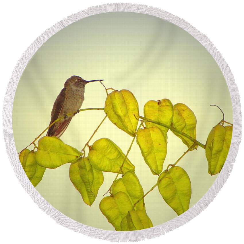 Bird Round Beach Towel featuring the photograph Hummer Lookout by Joyce Dickens