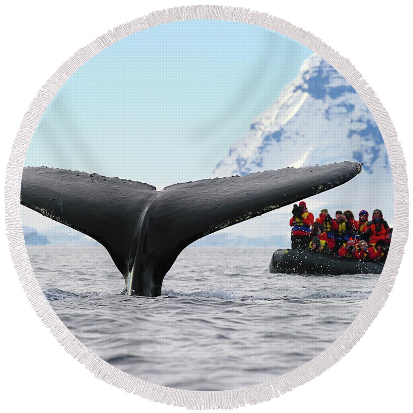 Humpback Whale (megaptera Novaeangliae) Round Beach Towel featuring the photograph Humpback Whale Fluke by Tony Beck