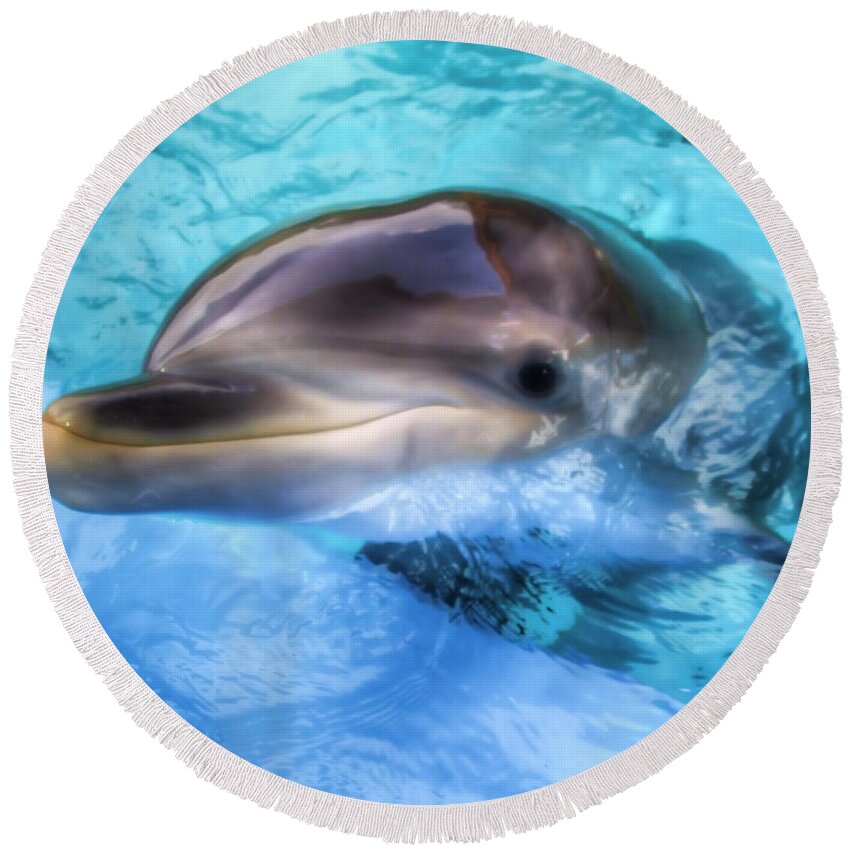 Dolphin Round Beach Towel featuring the photograph Hungry Dolphin by Tim Stanley