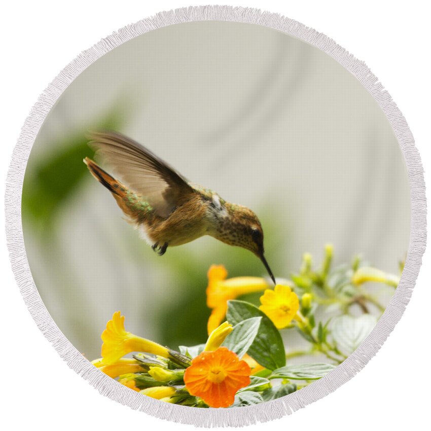 Hummingbird Round Beach Towel featuring the photograph Hungry Flowerbird by Heiko Koehrer-Wagner