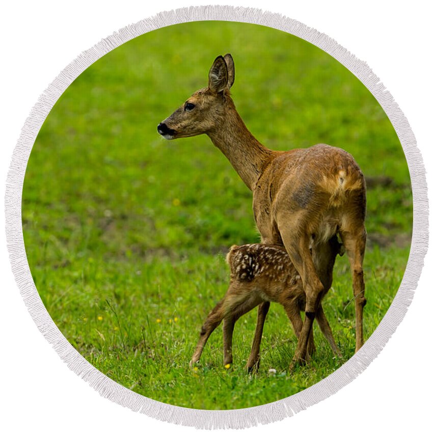 Hungry Roe Deer Fawn Round Beach Towel featuring the photograph Hungry by Torbjorn Swenelius