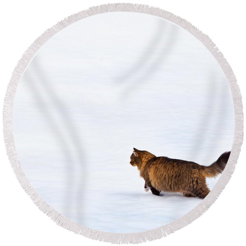 Domestic Cats Round Beach Towel featuring the photograph Hunter At Work by Theresa Tahara