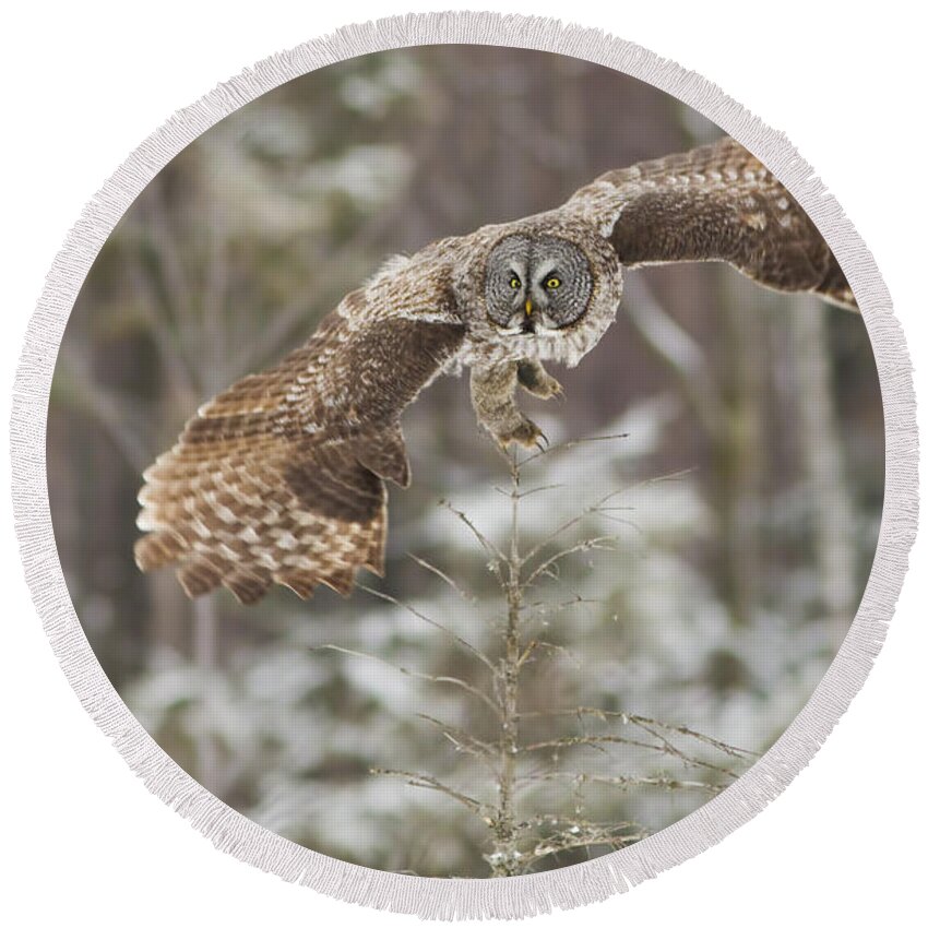 Bird Round Beach Towel featuring the photograph Hunting Great Grey Owl by Mircea Costina Photography