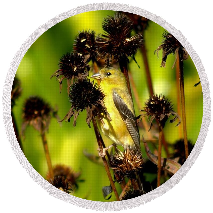 American Goldfinch Round Beach Towel featuring the photograph I am a Flower Stalk Do You See Me by Carol Montoya