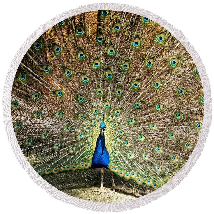 Peacock Round Beach Towel featuring the photograph I Am Beautiful by Image Takers Photography LLC