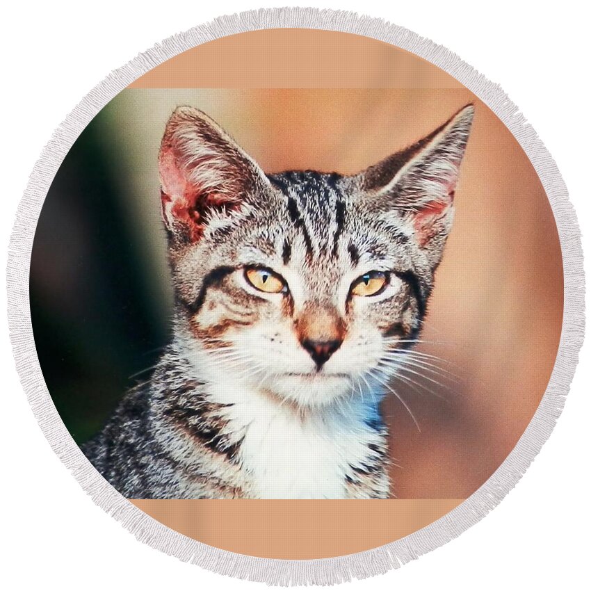 Tiger Round Beach Towel featuring the photograph Catitude by Belinda Lee