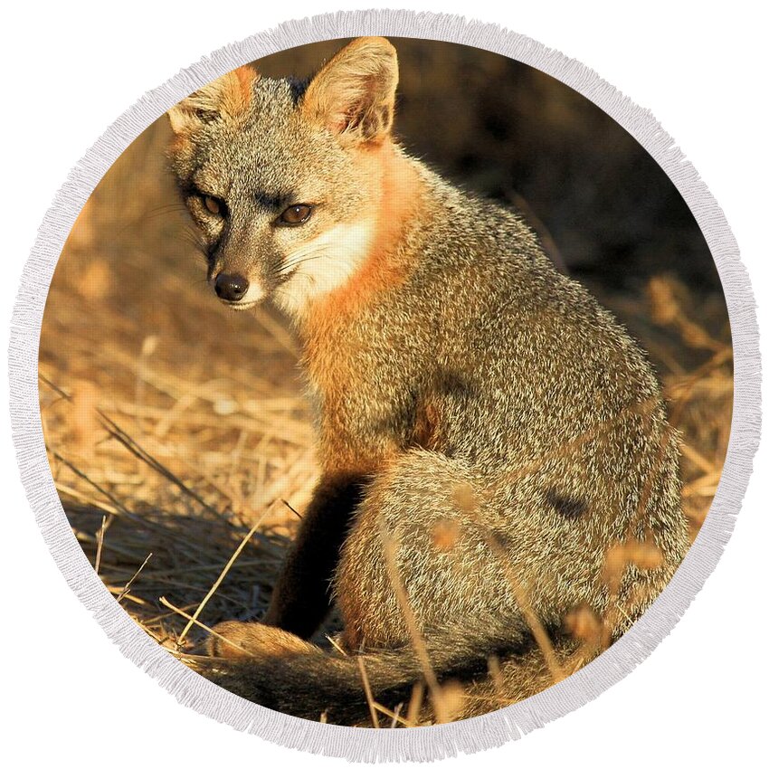 Channel Islands Fox Round Beach Towel featuring the photograph I Will Steal Your Food by Adam Jewell