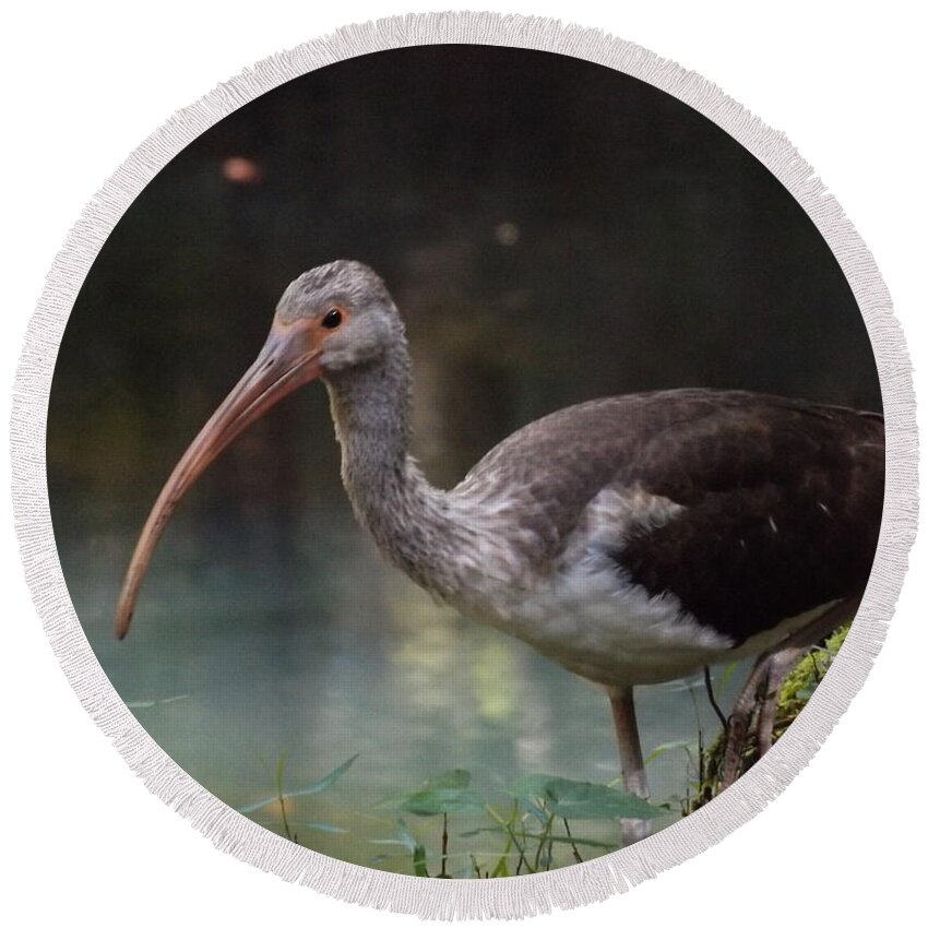 Ibis Round Beach Towel featuring the photograph Ibis Cute Face by Julie Pappas