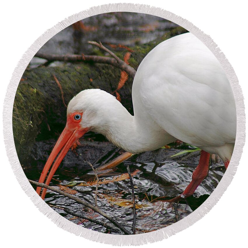 Ibis Round Beach Towel featuring the photograph Ibis by David Weeks