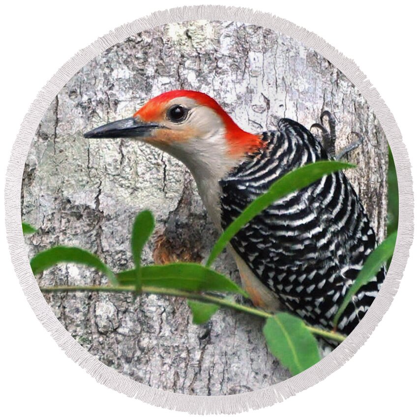 Woodpecker Round Beach Towel featuring the photograph I'm So Handsome - Red Bellied Woodpecker by Kathy Baccari