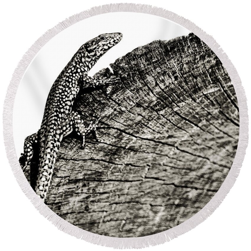 Lizard Round Beach Towel featuring the photograph I'm watching you by Laura Melis