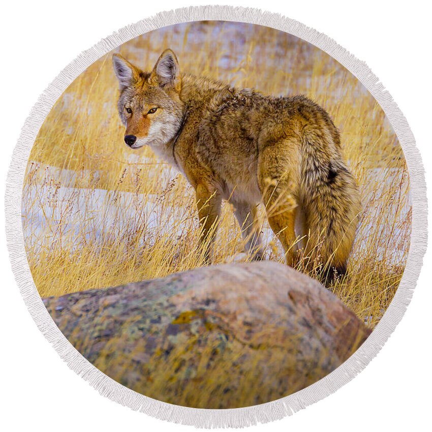 Coyote Round Beach Towel featuring the photograph In Ancient Feral Tongue by Fred J Lord