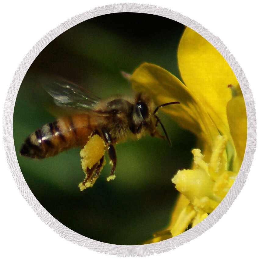 Bees Round Beach Towel featuring the photograph In Flight by Chauncy Holmes