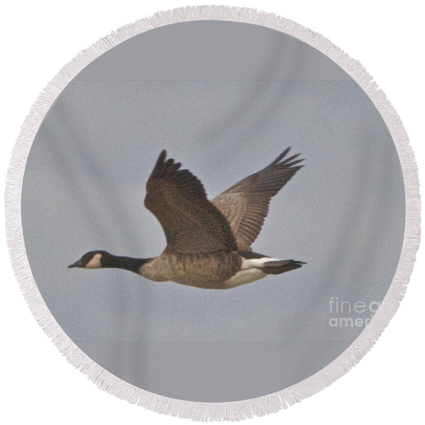 Canadian Geese Round Beach Towel featuring the photograph In Flight by William Norton