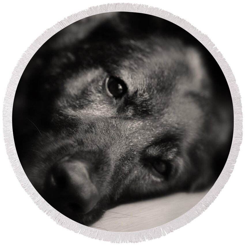 German Shepherd Round Beach Towel featuring the photograph In Their Eyes by Karol Livote