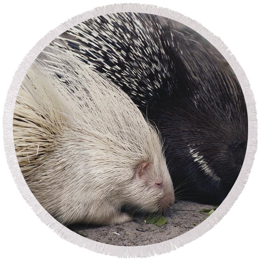 Nature Round Beach Towel featuring the photograph Indian-crested Porcupines Normal by Tom McHugh