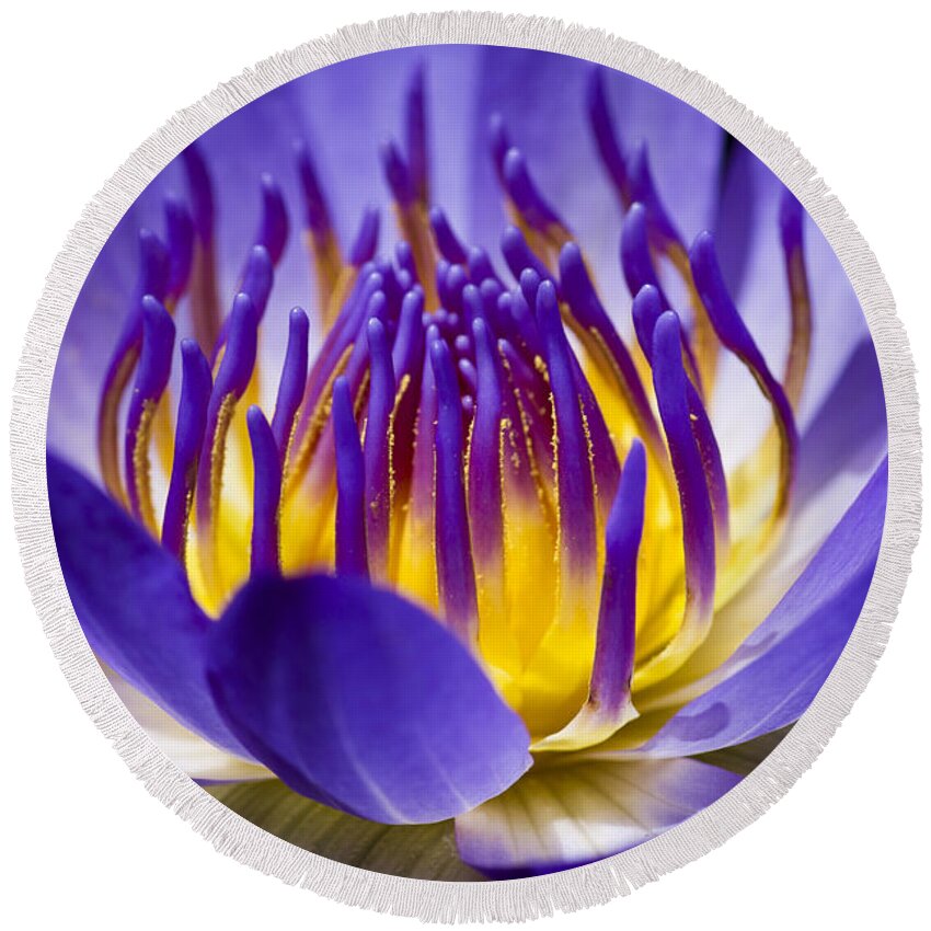 Waterlily Round Beach Towel featuring the photograph Inner Glow by Priya Ghose
