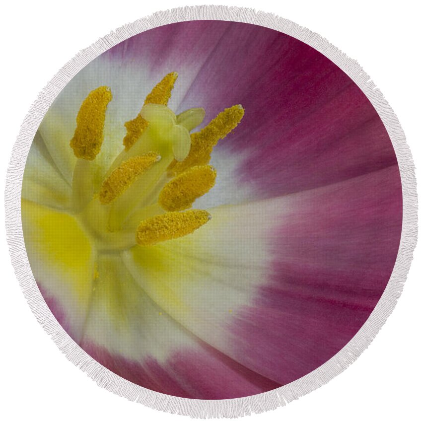 Petals Round Beach Towel featuring the photograph Inside A Pink Tulip by Susan Candelario
