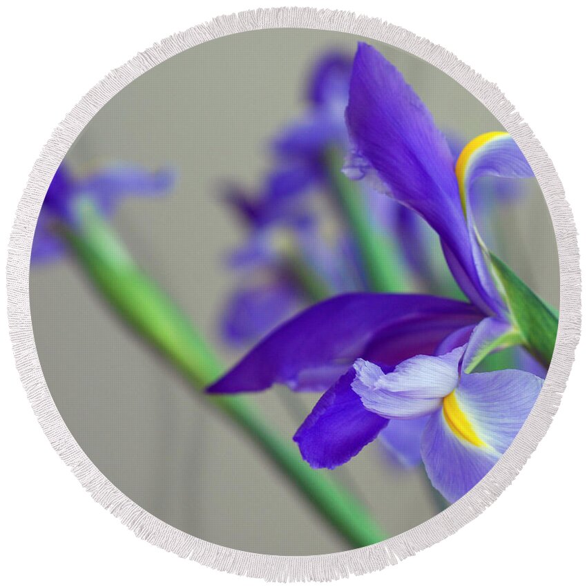 Iridaceae Round Beach Towel featuring the photograph Iris by Lisa Phillips