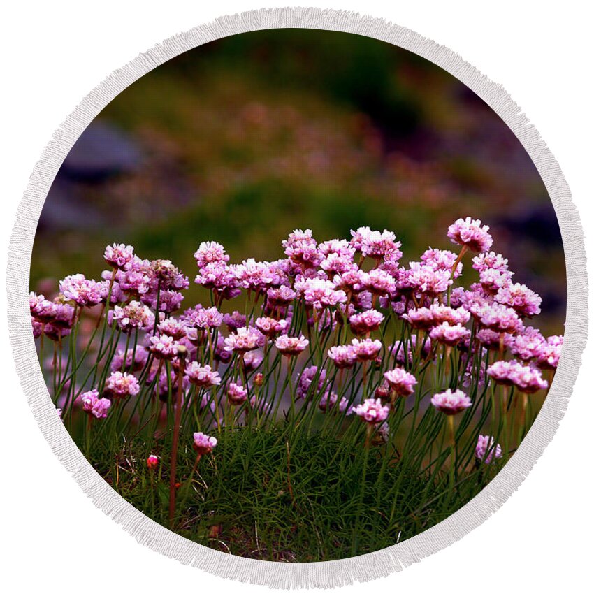 Fine Art Photography Round Beach Towel featuring the photograph Irish Sea Pinks by Patricia Griffin Brett
