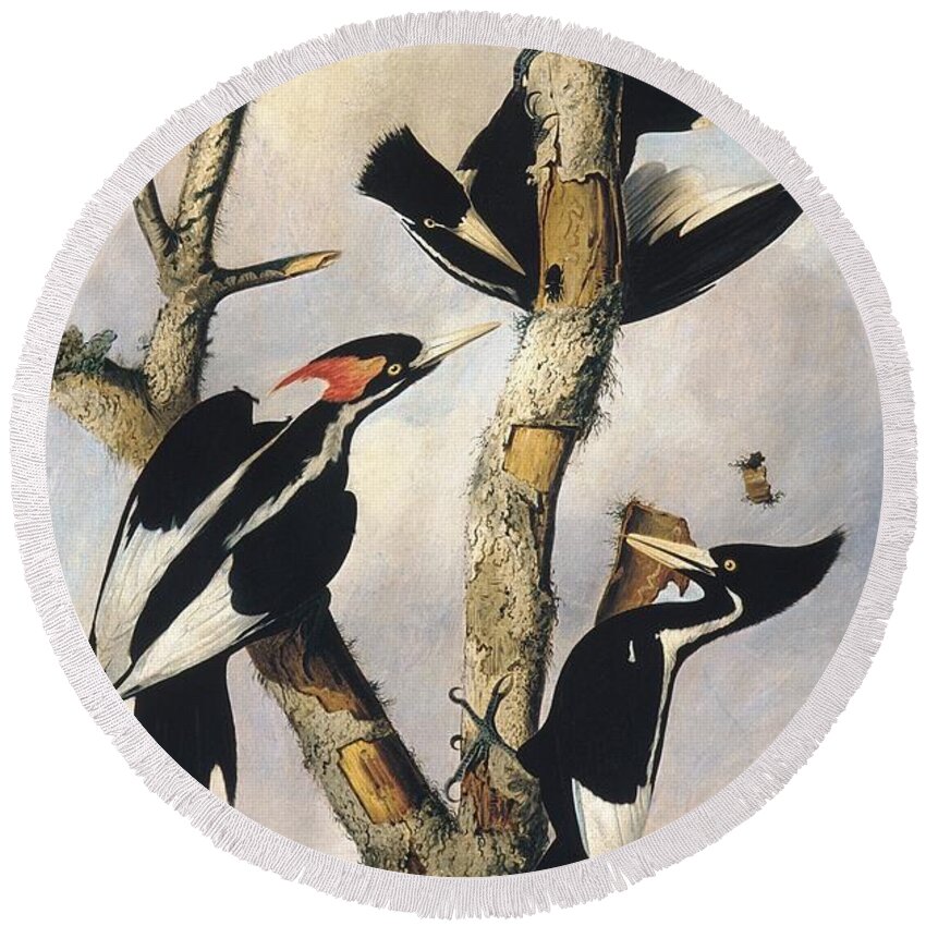 Wildlife Round Beach Towel featuring the drawing Ivory-billed Woodpeckers by Celestial Images