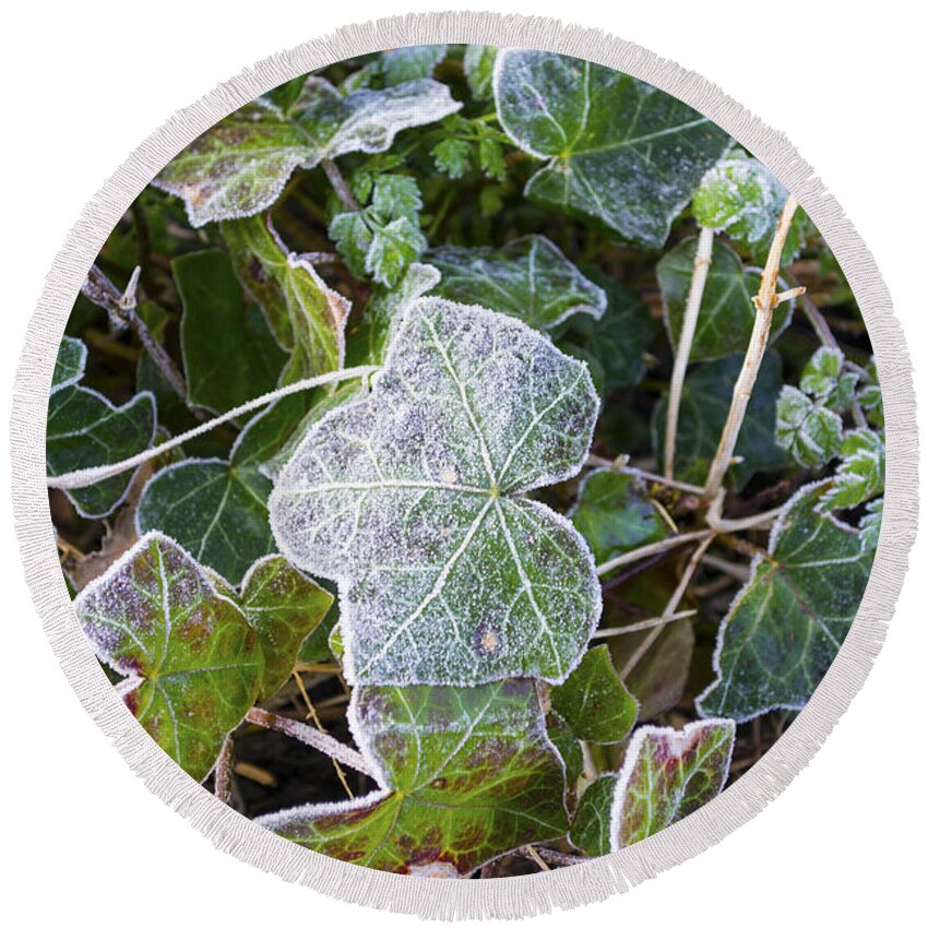 Ivy Round Beach Towel featuring the photograph Ivy leaves by Spikey Mouse Photography