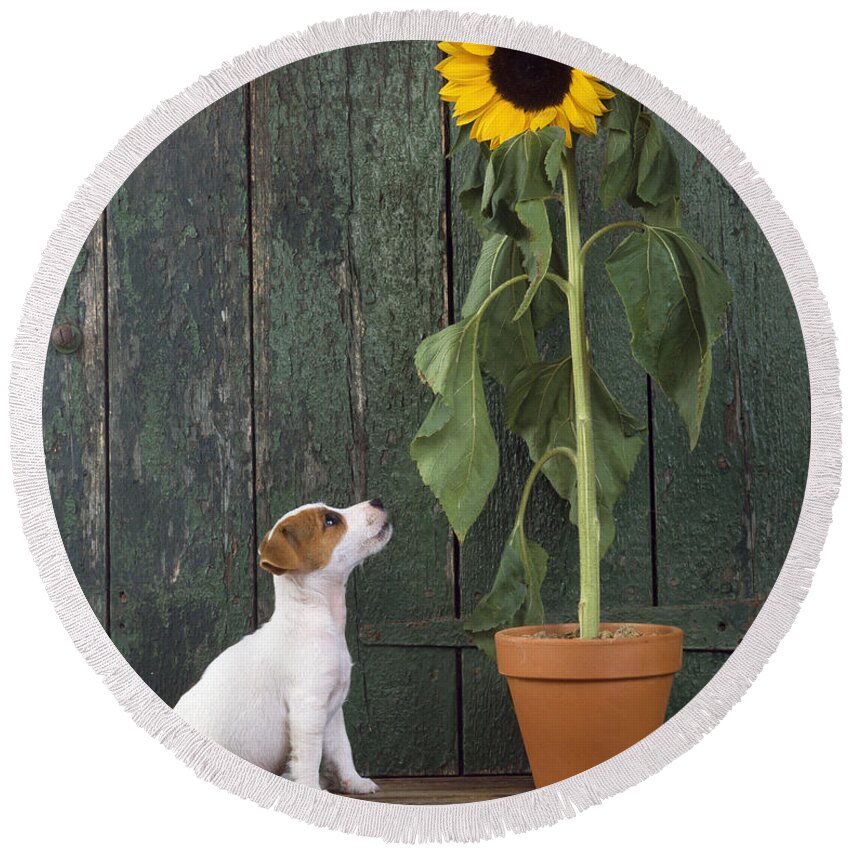 Jack Russell Terrier Round Beach Towel featuring the photograph Jack Russell Terrier Dog With Sunflower by John Daniels