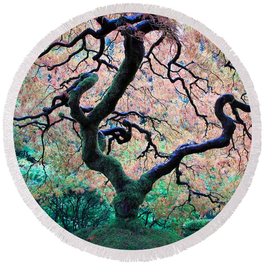 Japanese Maple Tree Round Beach Towel featuring the photograph Japanese Maple In Autumn by Athena Mckinzie