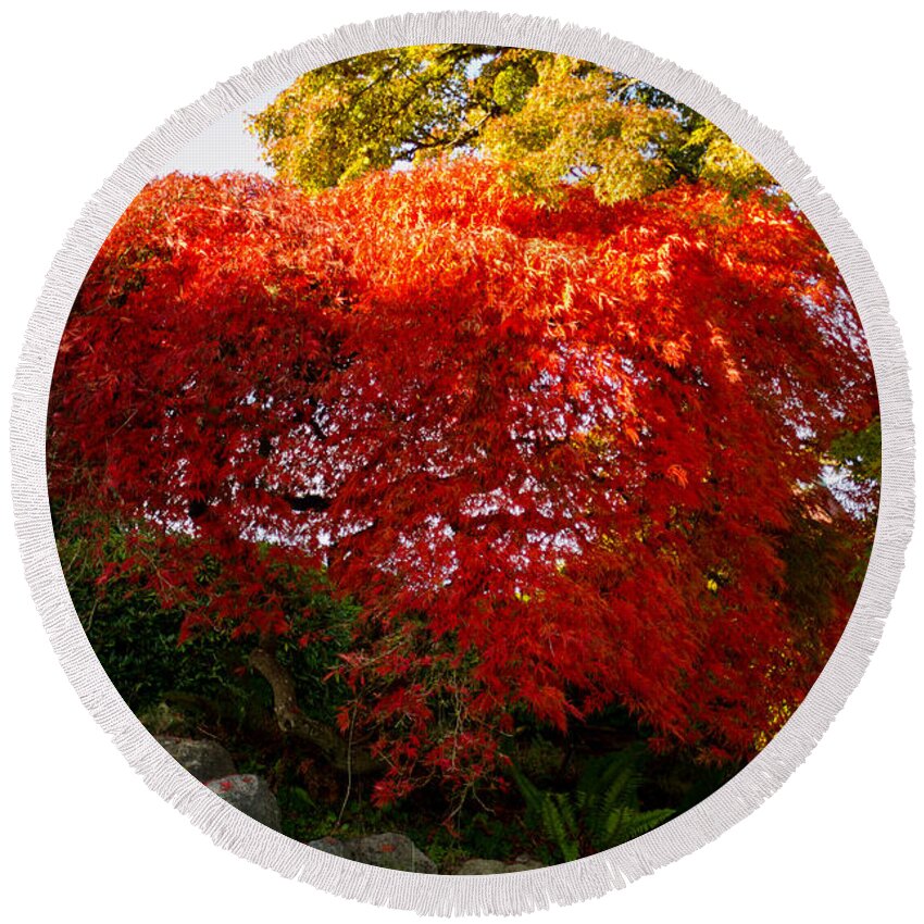 Autumn Round Beach Towel featuring the photograph Japanese Maple by Tikvah's Hope