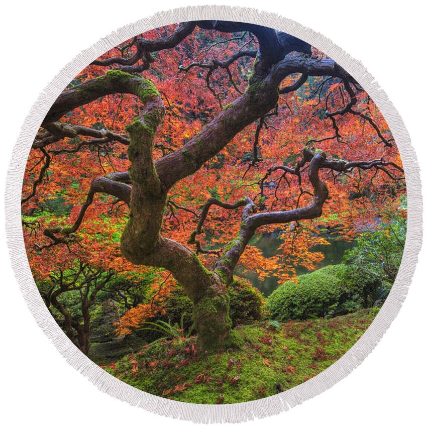 Oregon Round Beach Towel featuring the photograph Japanese Maple Tree by Mark Kiver