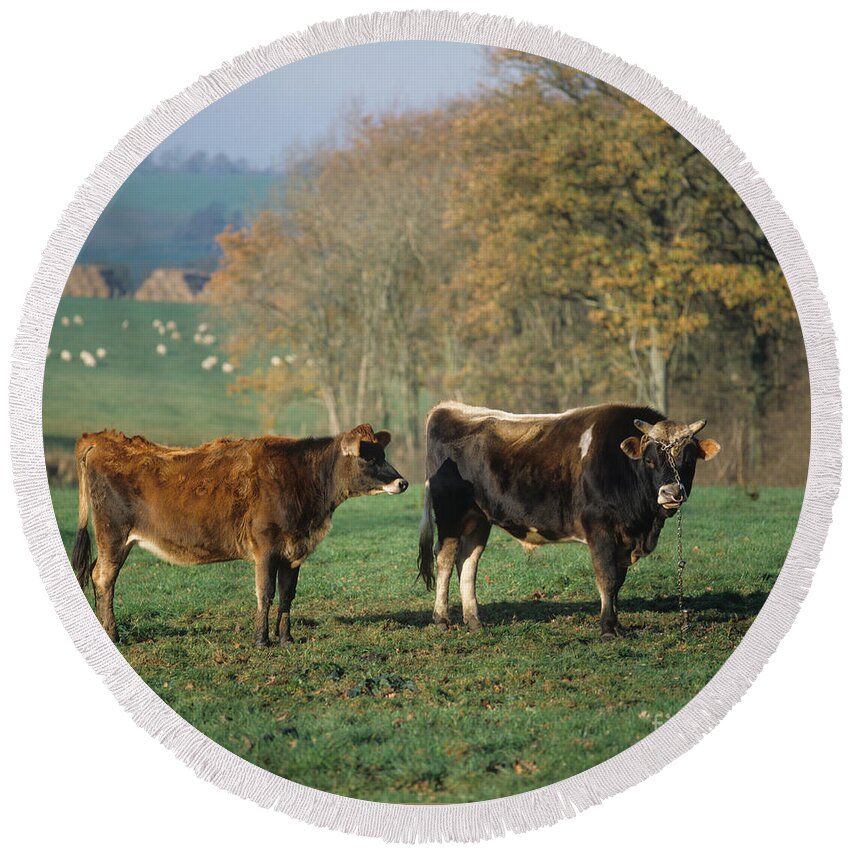 Jersey Cow Round Beach Towel featuring the photograph Jersey Bull And Heifer by Nigel Cattlin