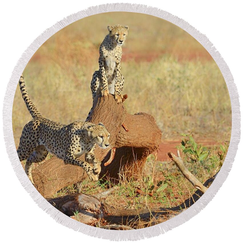 Cheetah Round Beach Towel featuring the photograph Jump by Tony Beck