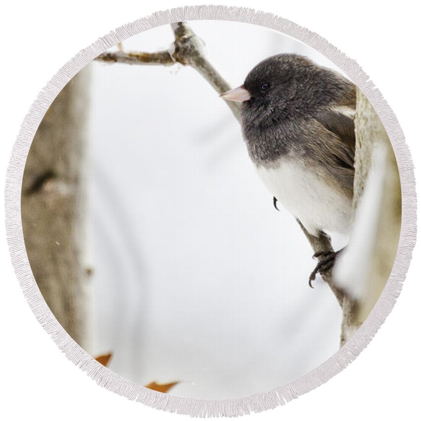 Junco Round Beach Towel featuring the photograph Junco and Oak by Jan Killian