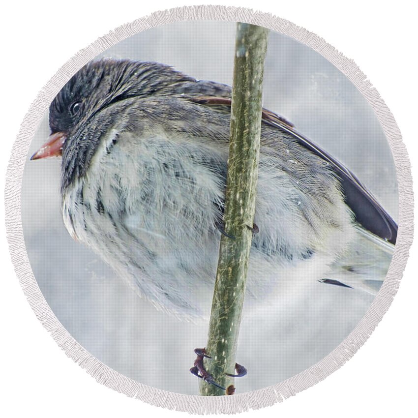 Avian Round Beach Towel featuring the photograph Junco on a twig by Debbie Portwood
