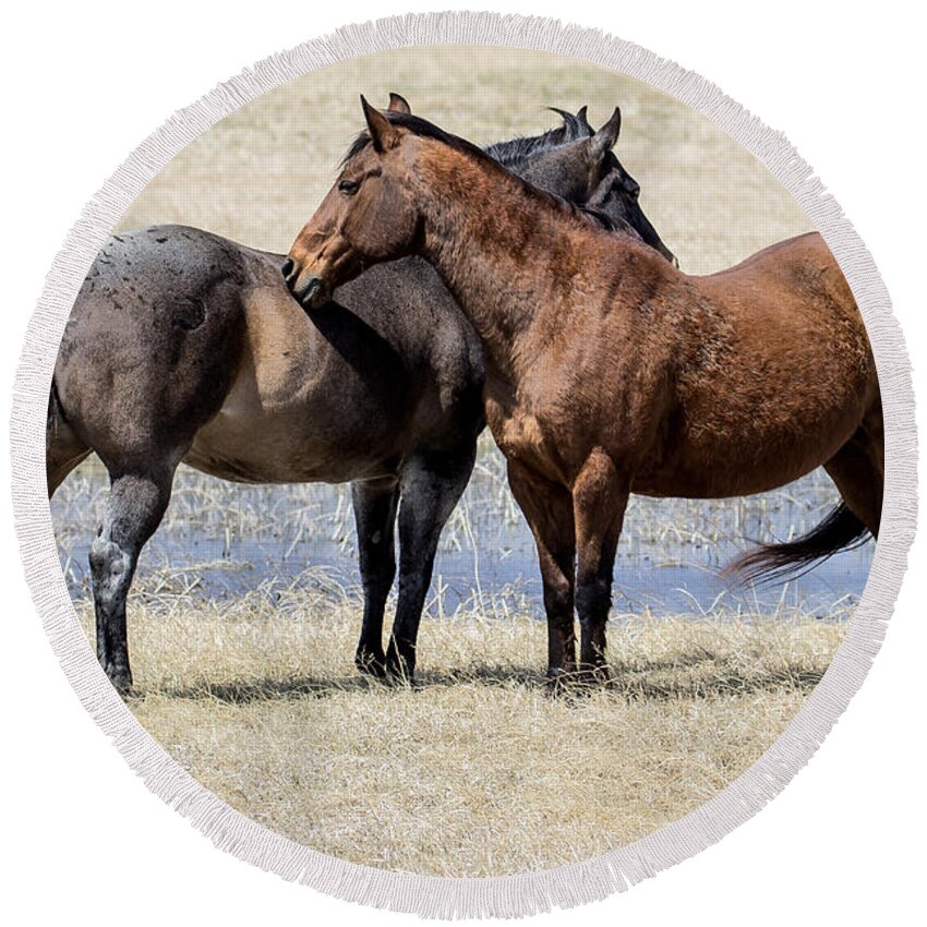 Horse Round Beach Towel featuring the photograph Just Hanging Out by Steven Clair